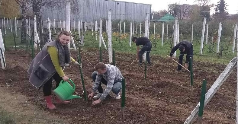Закладка нової плантації виноградних кущів
